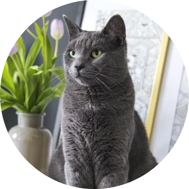 Home | センベルゴをお使いの飼い主の皆様へ